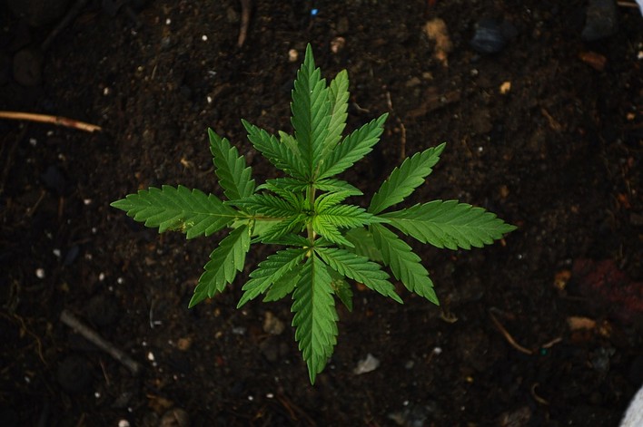 Административный штраф за выращивание конопли печать марихуана