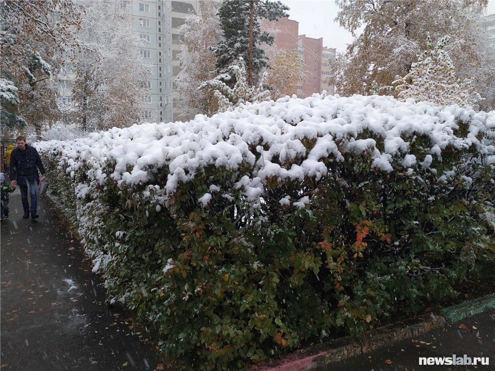Ноябре выпадет снег. Красноярск завалило снегом. Сеянец первого снега. Ночью выпал первый снег. Красноярск снег деревья.
